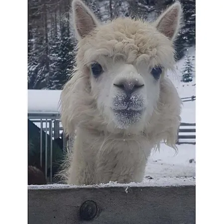 In With Swimming Pool 度假居